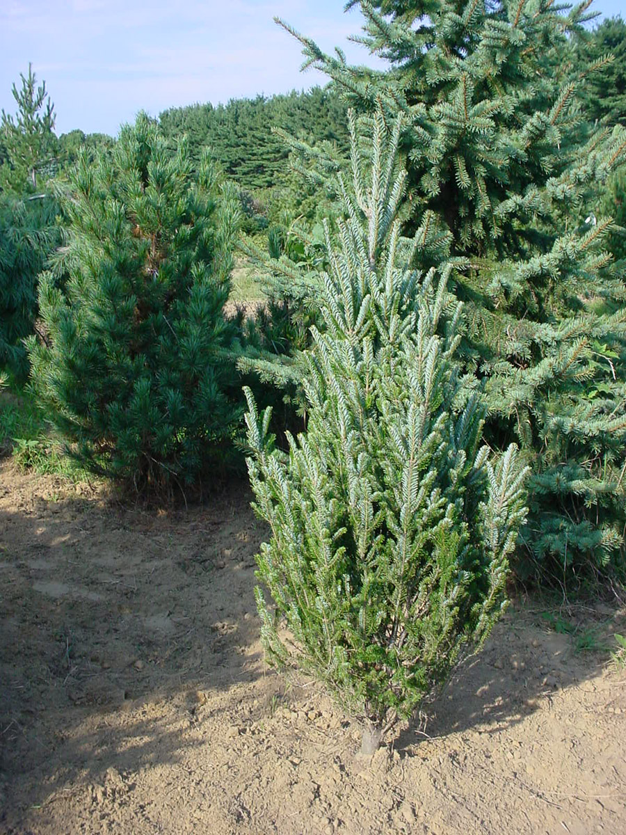 Abies Fraseri 'Green Scout'