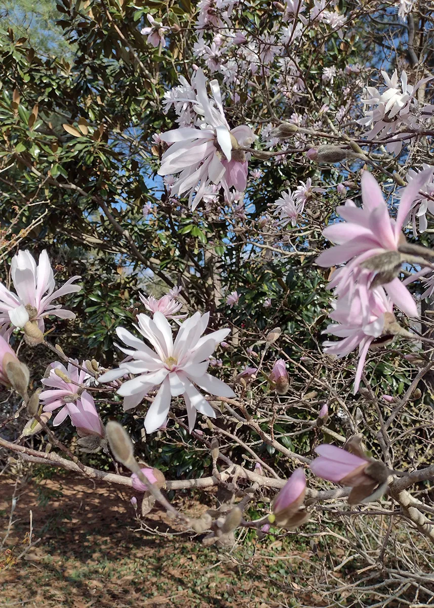 Magnolia x Gloria 2