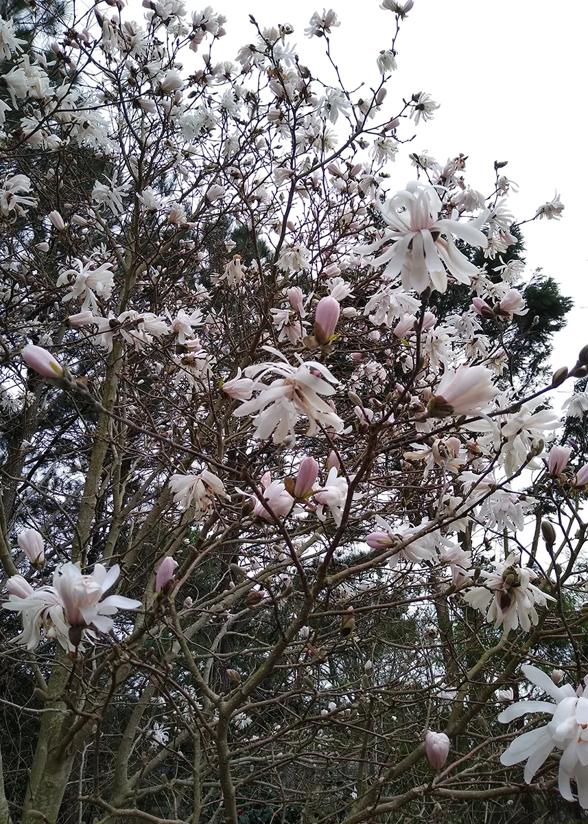 Magnolia x Gloria 3