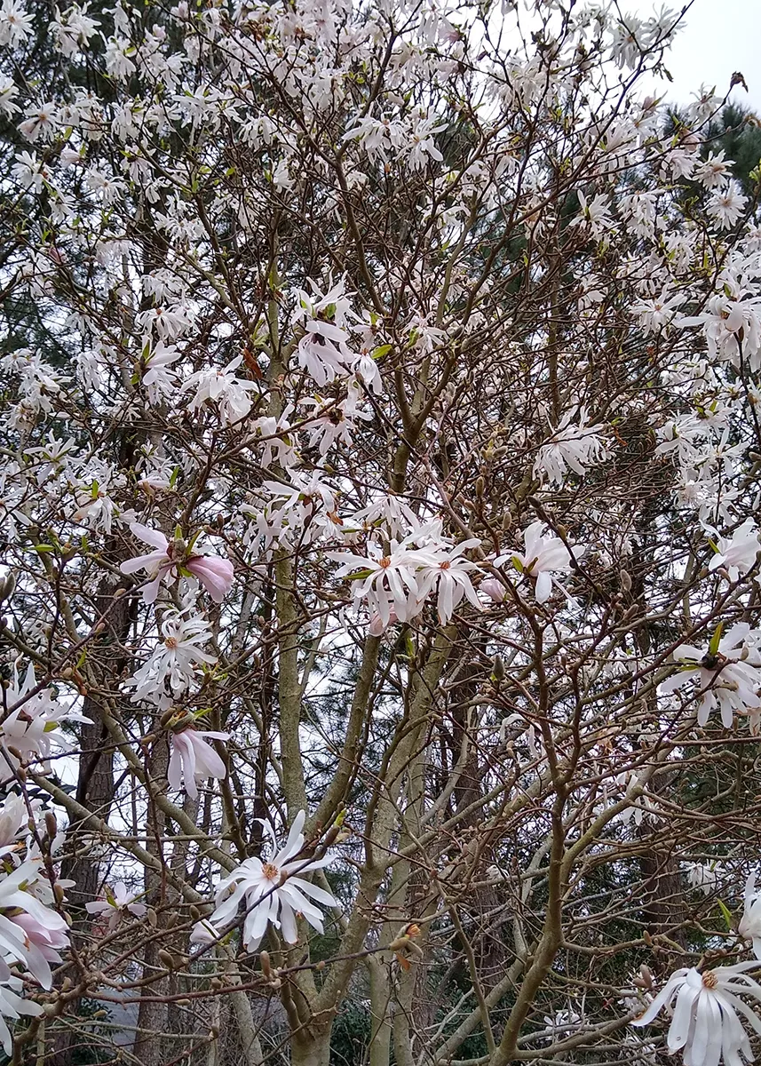 Magnolia x Gloria 4
