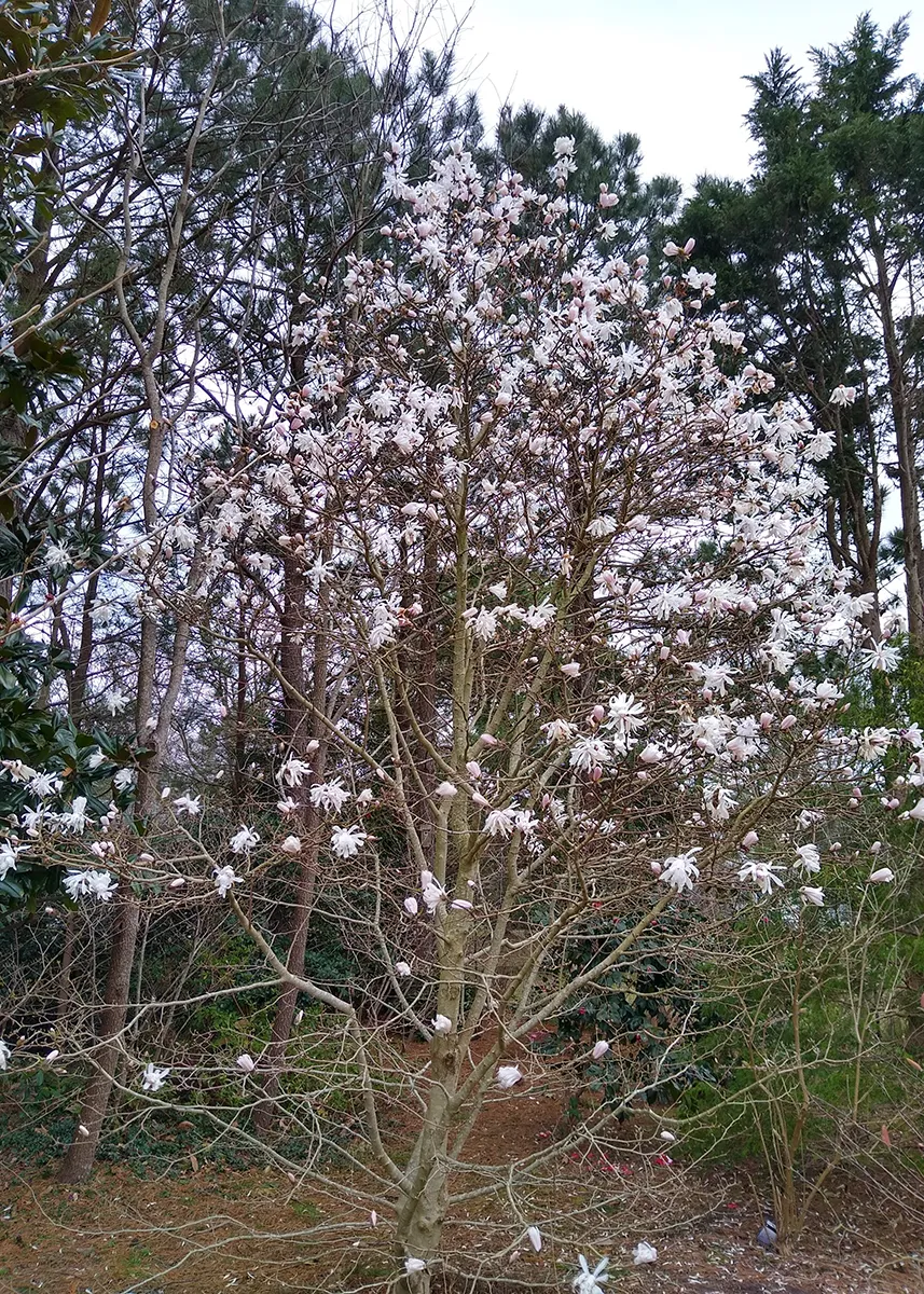 Magnolia x Gloria 5