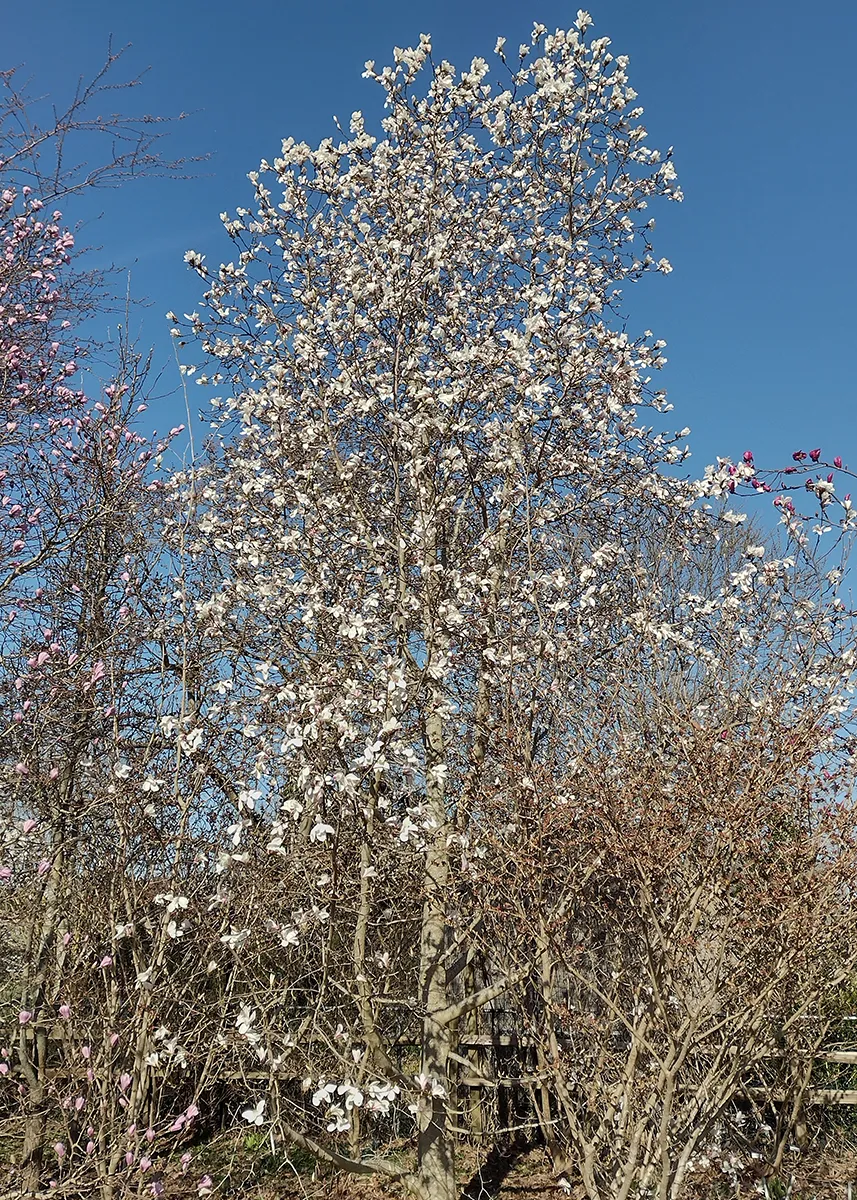 Magnolia x 'North Pole'2