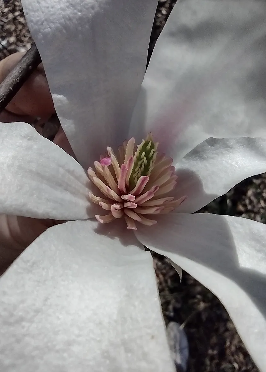 Magnolia x 'North Pole'3