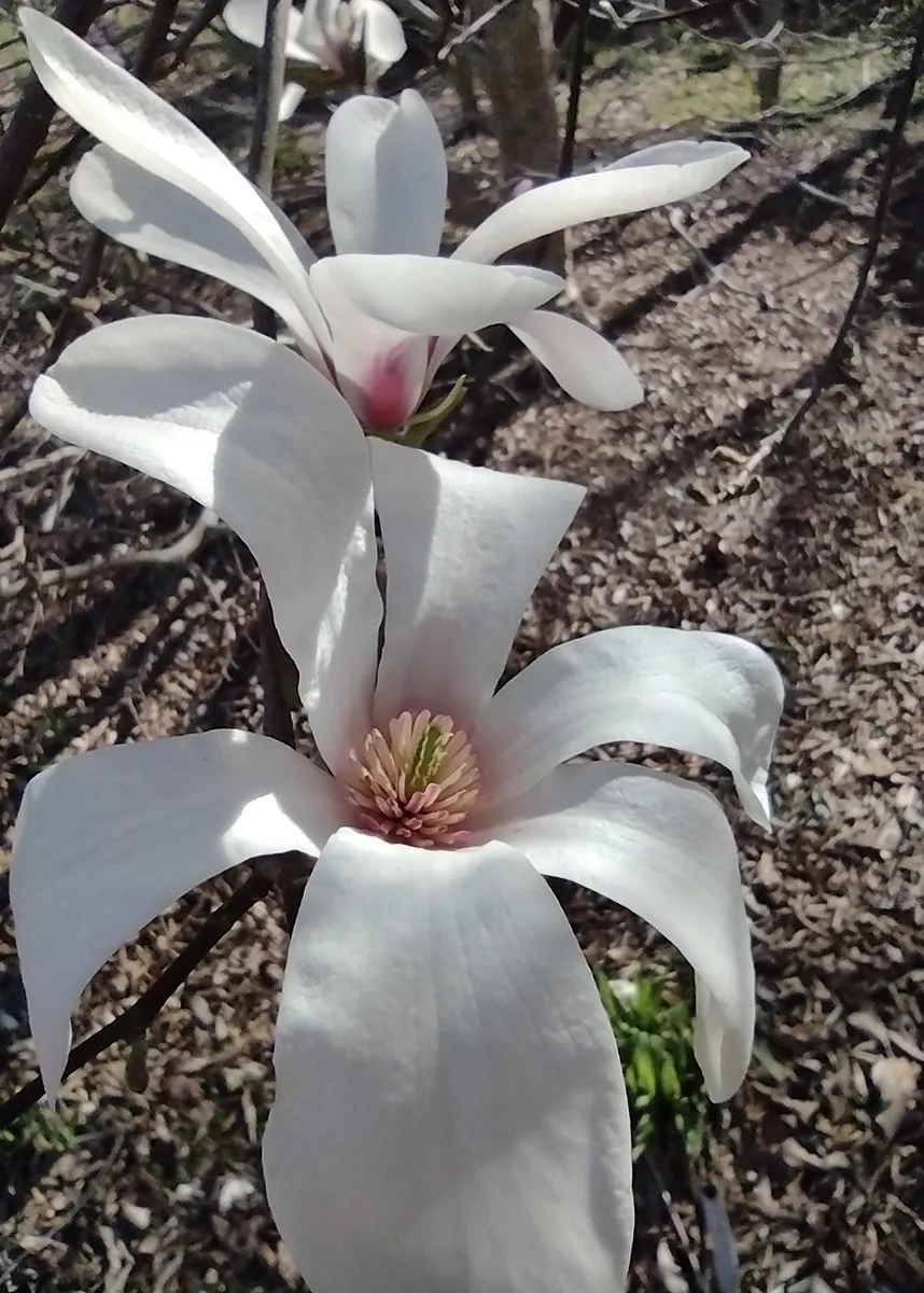 Magnolia x 'North Pole'4