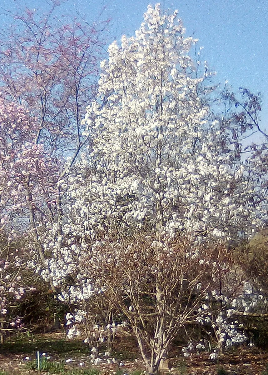 Magnolia x 'North Pole'6