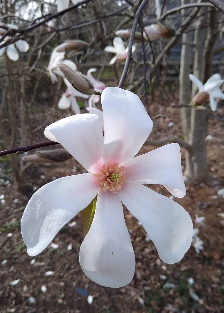 Magnolia x 'North Pole'7